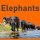Скачать песню Iurii Kuligin - Elephants