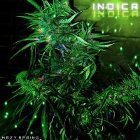 Скачать песню Hazy Spring - INDICA