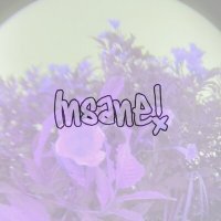 Скачать песню Meetlove - Insane