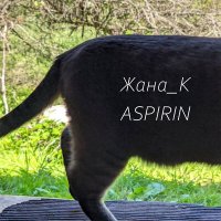 Скачать песню Жана_К - Aspirin