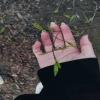 Скачать песню C4ACTJLIBbII - Simplicity